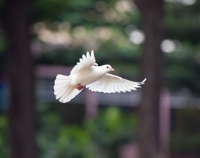 5 symbolic meanings of dreaming about pigeons