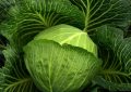 15 Symbolic Meanings of Dreaming of Cabbage