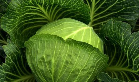 15 Symbolic Meanings of Dreaming of Cabbage