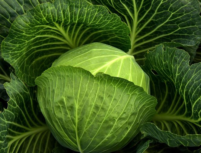 15 Symbolic Meanings of Dreaming of Cabbage