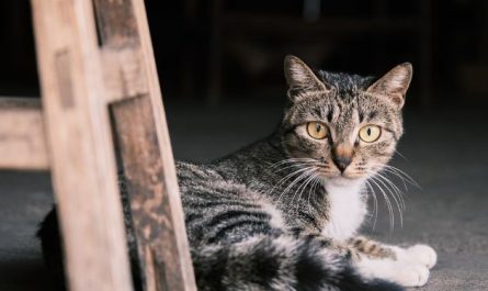 13 Symbolic Meanings of Dreaming About Adopting a Cat