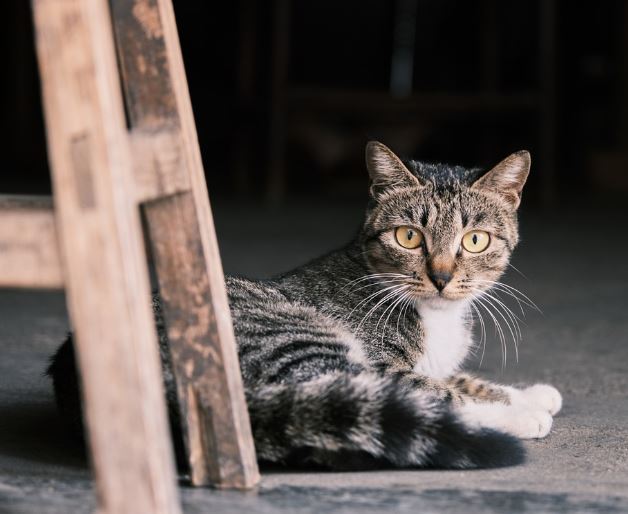 13 Symbolic Meanings of Dreaming About Adopting a Cat