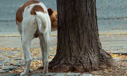 13 Symbolic Meanings of Dreaming About Dogs Urinating