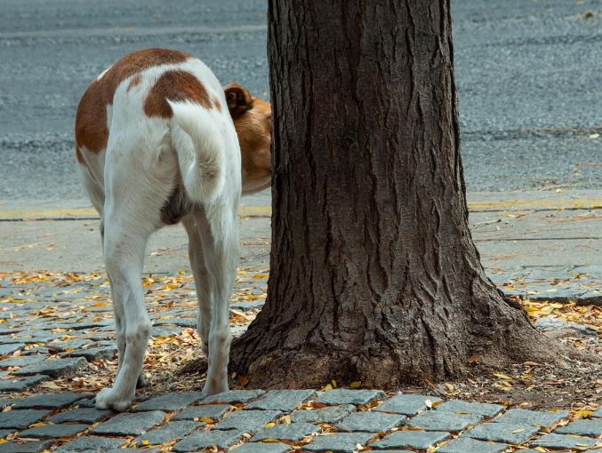 13 Symbolic Meanings of Dreaming About Dogs Urinating