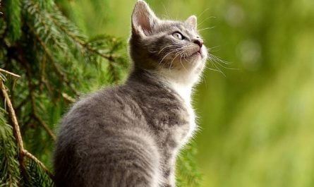 11 symbolic meanings of dreaming about a cat urinating