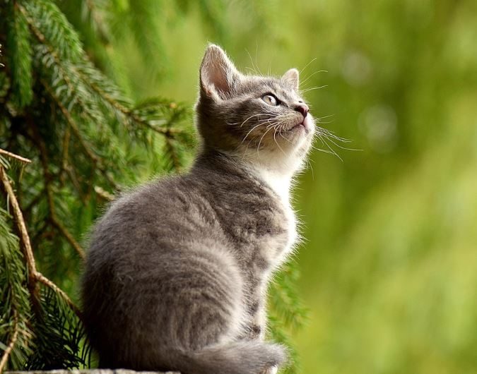 11 symbolic meanings of dreaming about a cat urinating