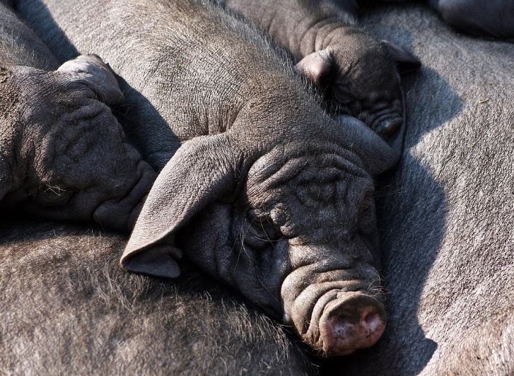 12 symbolic meanings of dreaming about black pigs