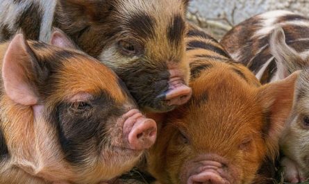 14 symbolic meanings of dreaming about piglets