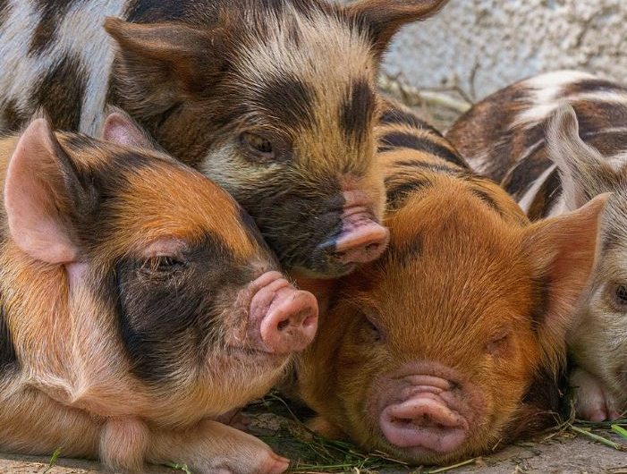 14 symbolic meanings of dreaming about piglets