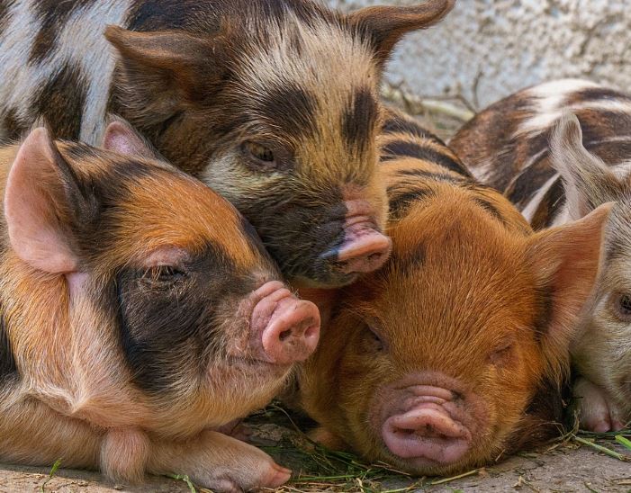 14 symbolic meanings of dreaming about piglets