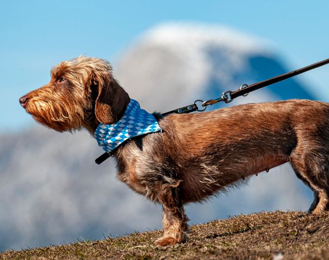 14 Symbolic Meanings of Dreaming About Adopting a Puppy