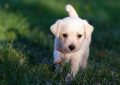 12 symbolic meanings of dreaming about having a puppy