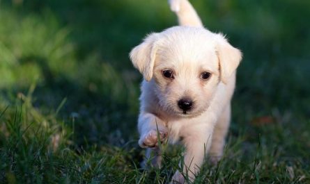12 symbolic meanings of dreaming about having a puppy