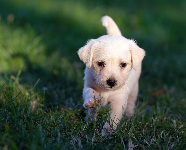 12 symbolic meanings of dreaming about having a puppy