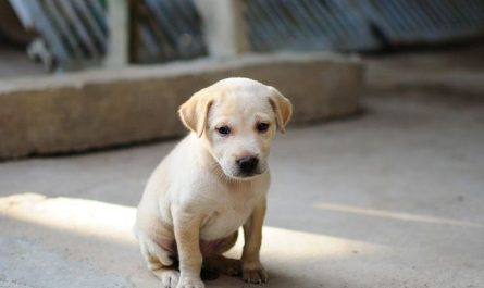 11 symbolic meanings of dreaming about playing with a dog