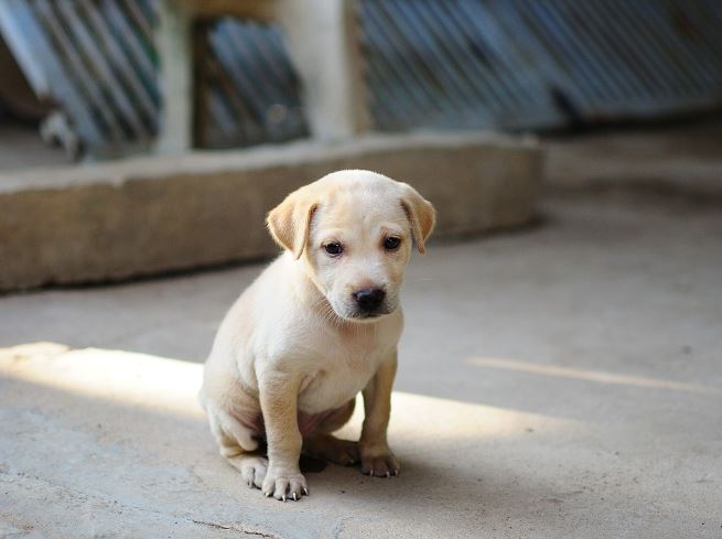 11 symbolic meanings of dreaming about playing with a dog