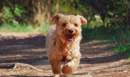 11 symbolic meanings of dreaming about killing a dog