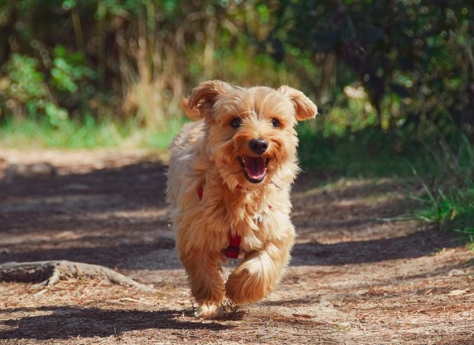 11 symbolic meanings of dreaming about killing a dog