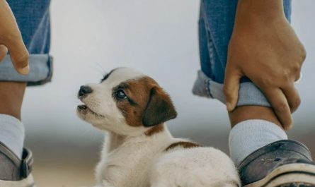 9 symbolic meanings of dreaming about beating a dog