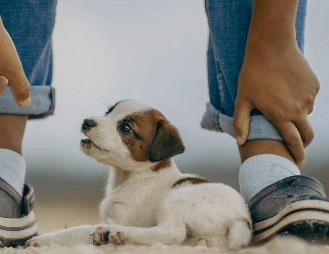 9 symbolic meanings of dreaming about beating a dog