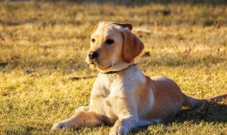 18 Symbolic Meanings of Dreaming About Being Bitten by a Dog