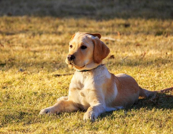 18 Symbolic Meanings of Dreaming About Being Bitten by a Dog