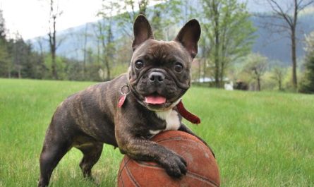 11 symbolic meanings of dreaming about being chased by a dog