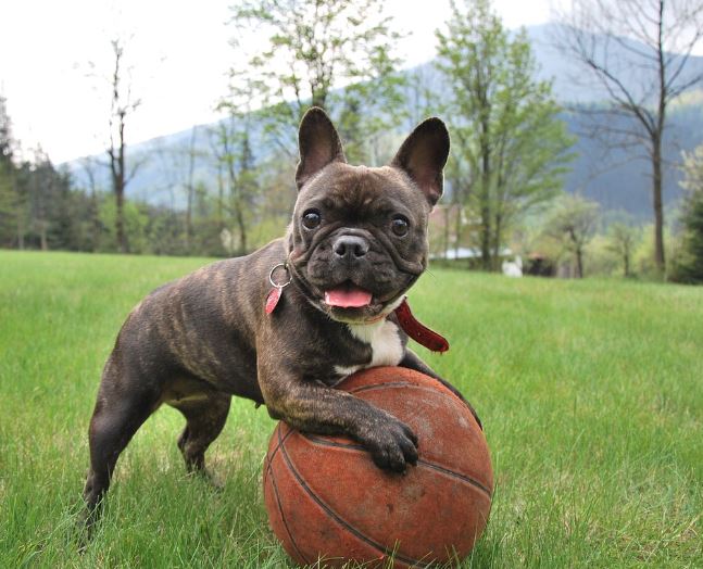 11 symbolic meanings of dreaming about being chased by a dog