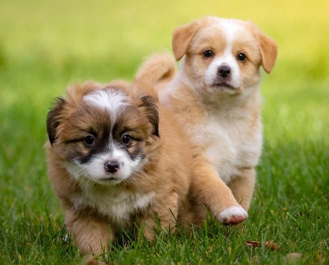 10 symbolic meanings of dreaming about feeding a dog