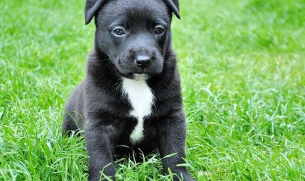 10 symbolic meanings of dreaming about fighting with a dog