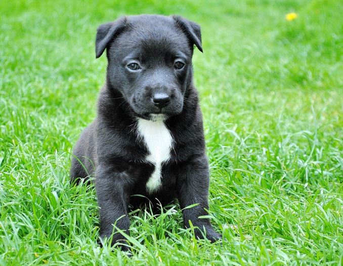 10 symbolic meanings of dreaming about fighting with a dog