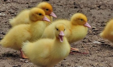 18 symbolic meanings of dreaming about chicks
