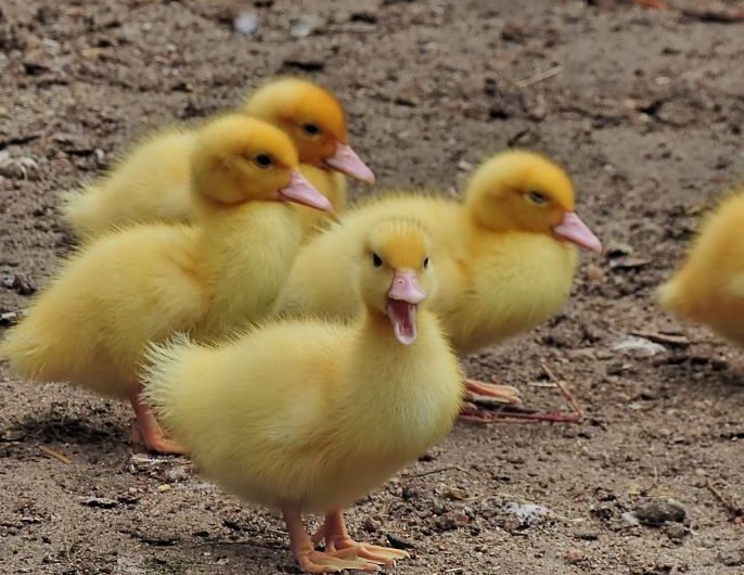 18 symbolic meanings of dreaming about chicks