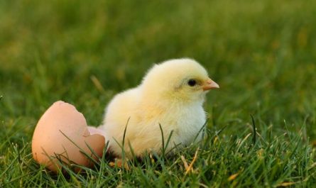 12 symbolic meanings of dreaming about chicks hatching