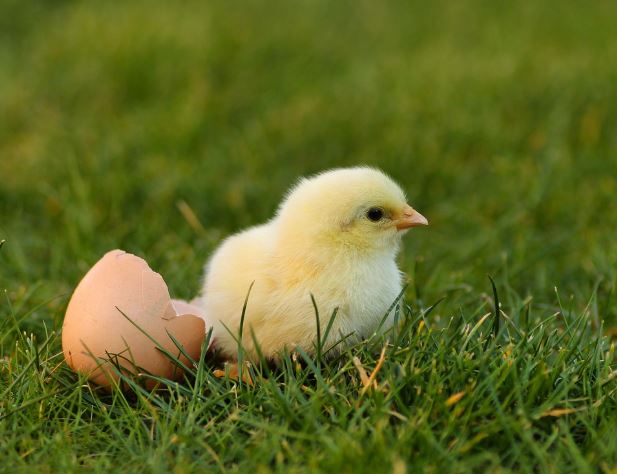 12 symbolic meanings of dreaming about chicks hatching