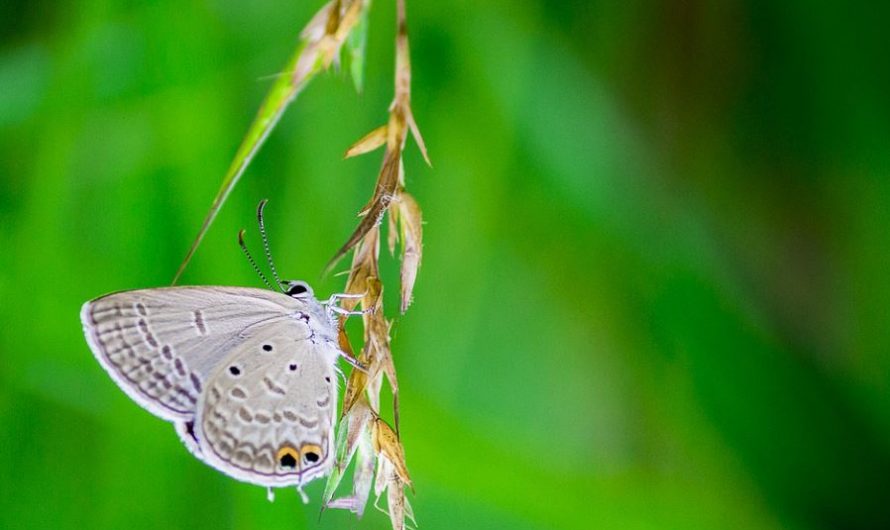 31 symbolic meanings of dreaming about moths