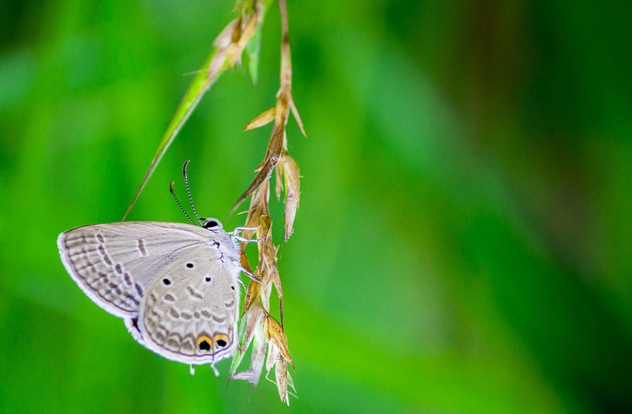 31 symbolic meanings of dreaming about moths