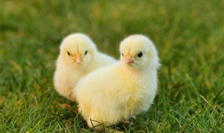 15 Symbolic Meanings of Dreaming of a Chick Hatching