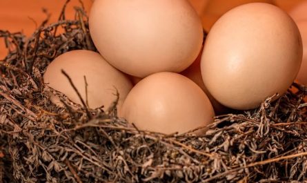 17 Symbolic Meanings of Dreaming of Boiled Eggs