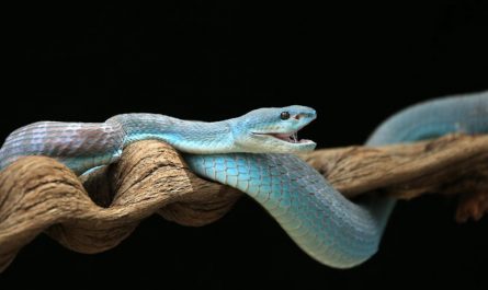 28 symbolic meanings of dreaming about a blue snake