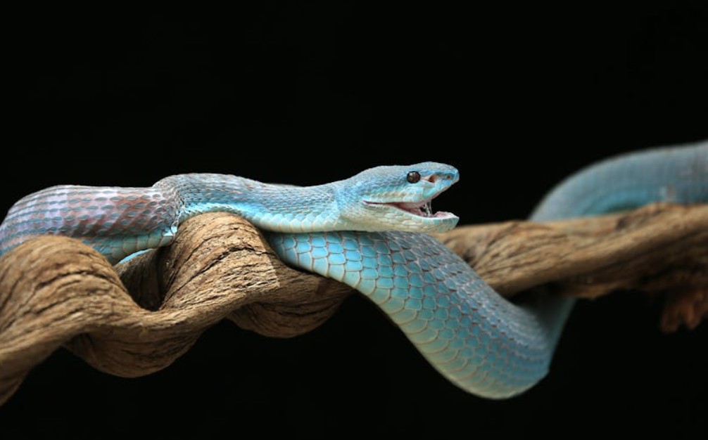 28 symbolic meanings of dreaming about a blue snake