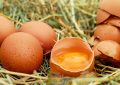 15 symbolic meanings of dreaming about egg yolks