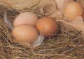 17 Symbolic Meanings of Dreaming of Picking Up Eggs