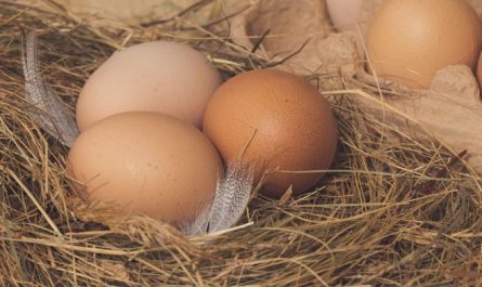 17 Symbolic Meanings of Dreaming of Picking Up Eggs