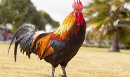 17 Symbolic Meanings of Dreaming of a Dead Chicken