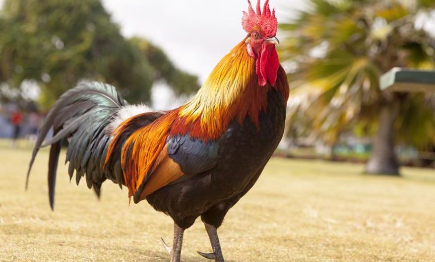 17 Symbolic Meanings of Dreaming of a Dead Chicken