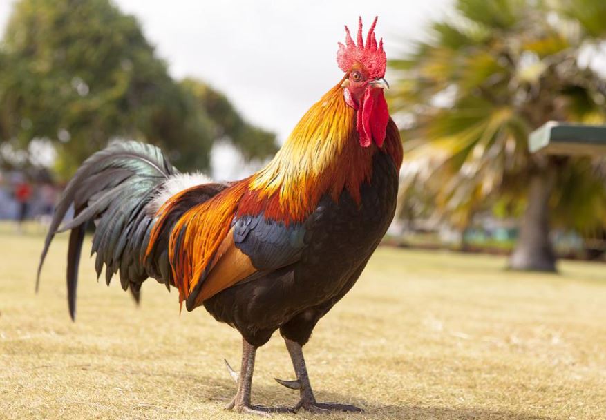 17 Symbolic Meanings of Dreaming of a Dead Chicken