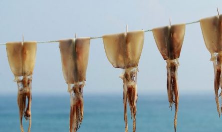 16 Symbolic Meanings of Dreaming About Dried Squid