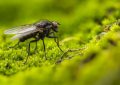 27 symbolic meanings of dreaming about flies