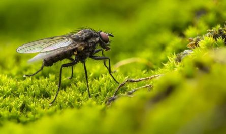 27 symbolic meanings of dreaming about flies